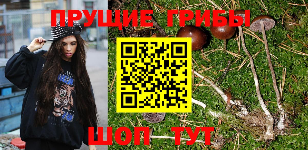 Александров  Псилоцибиновые грибы Psilocybe  Вход с VPN  Псилоцибиновые грибы Magic Shrooms 